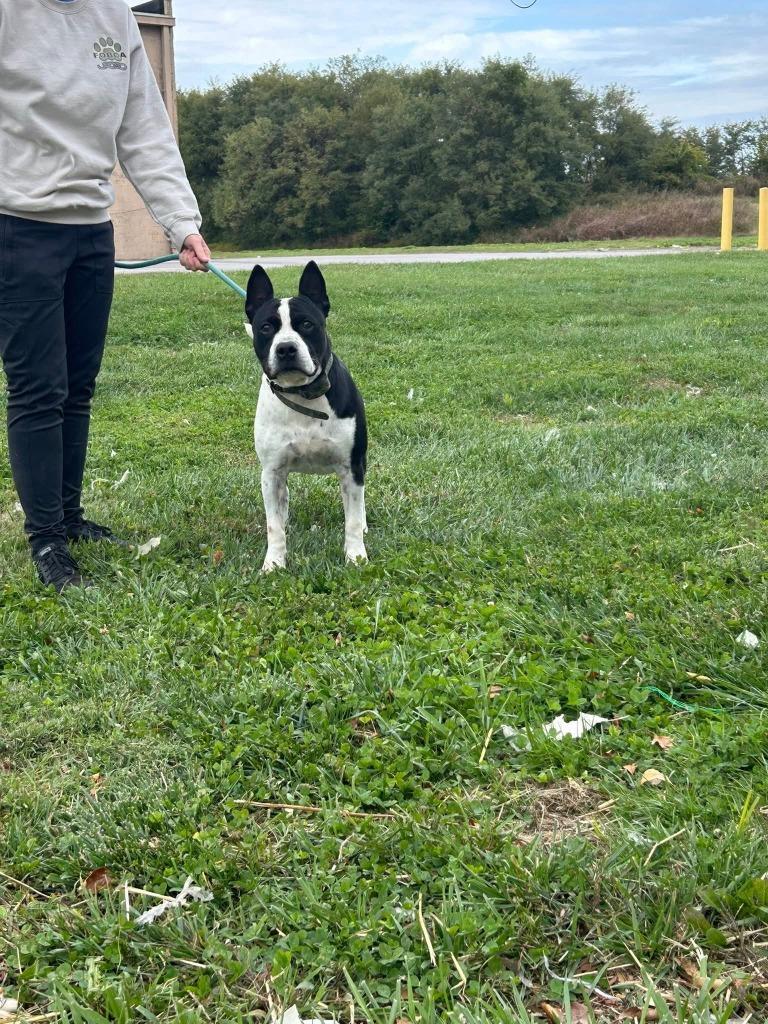 Enlarge Bruiser, a Adoptable mixed breed in Russellville, KY image 3/6