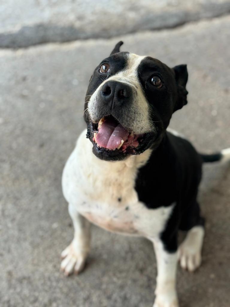 Enlarge Bruiser, a Adoptable mixed breed in Russellville, KY image 2/6