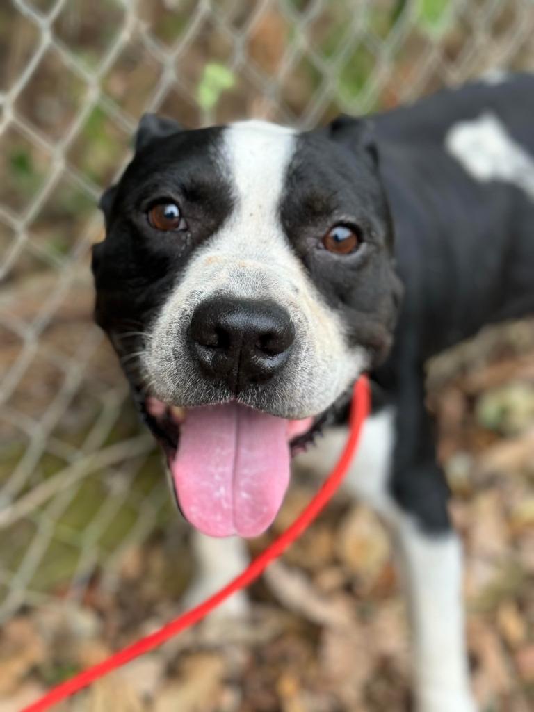 Enlarge Bruiser, a Adoptable mixed breed in Russellville, KY image 6/6