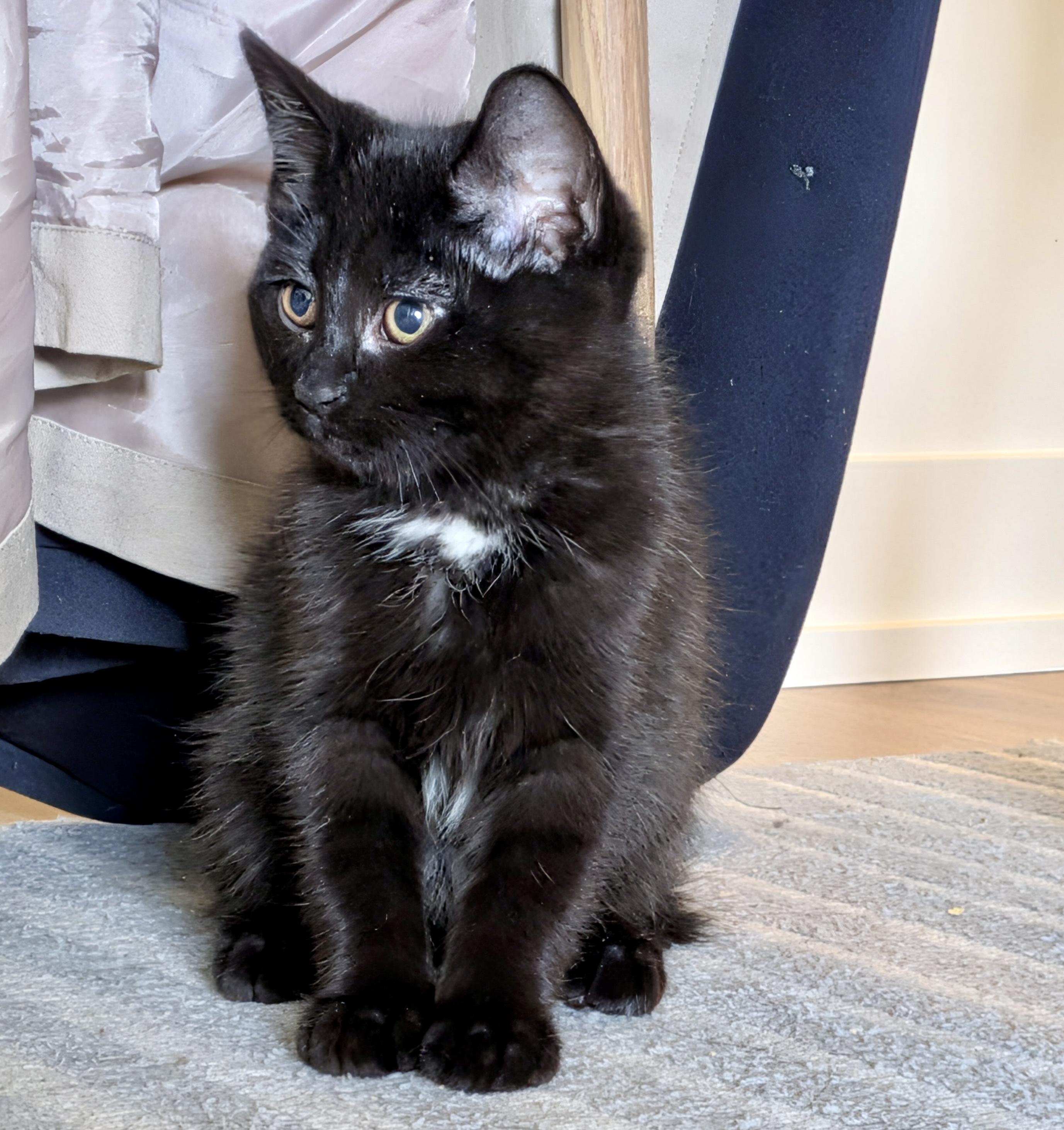 Panther, an adopted Domestic Short Hair in Toronto, ON image 3/6