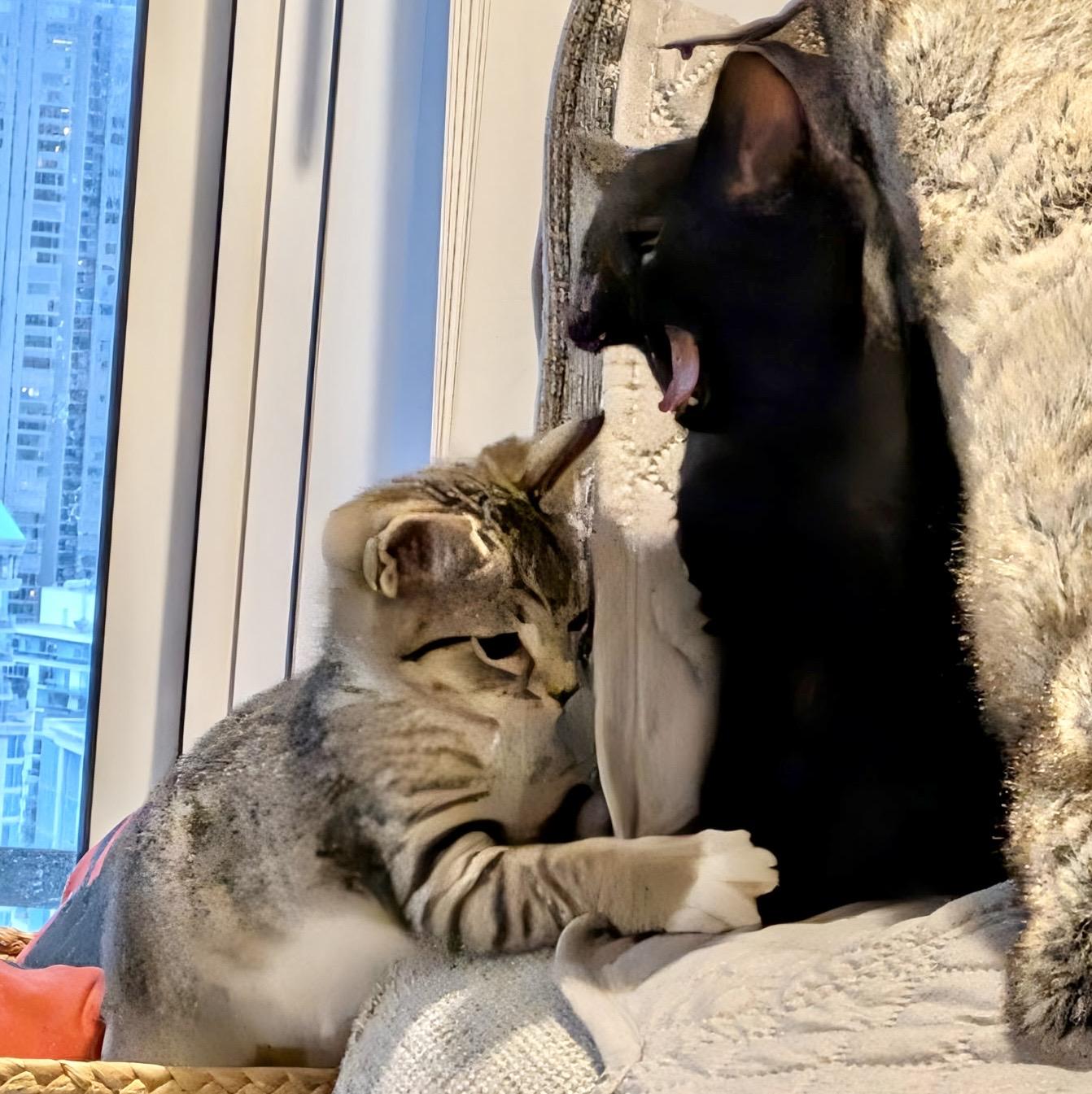 Panther, an adopted Domestic Short Hair in Toronto, ON image 6/6