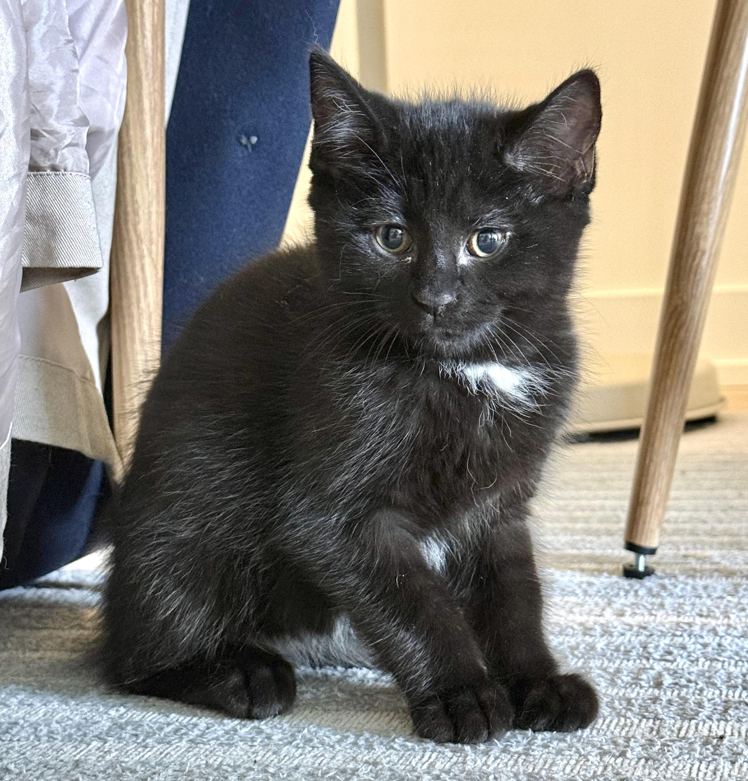 Panther, an adopted Domestic Short Hair in Toronto, ON image 1/6