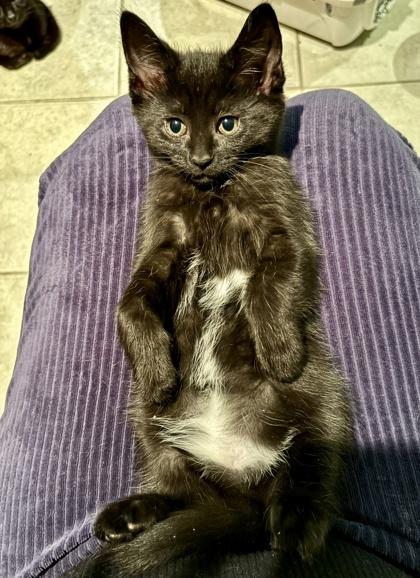 Panther, an adopted Domestic Short Hair in Toronto, ON image 5/6