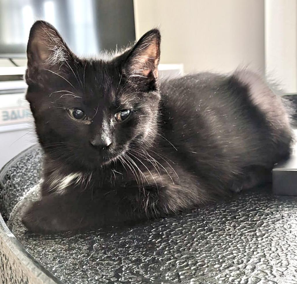 Panther, an adopted Domestic Short Hair in Toronto, ON image 2/6