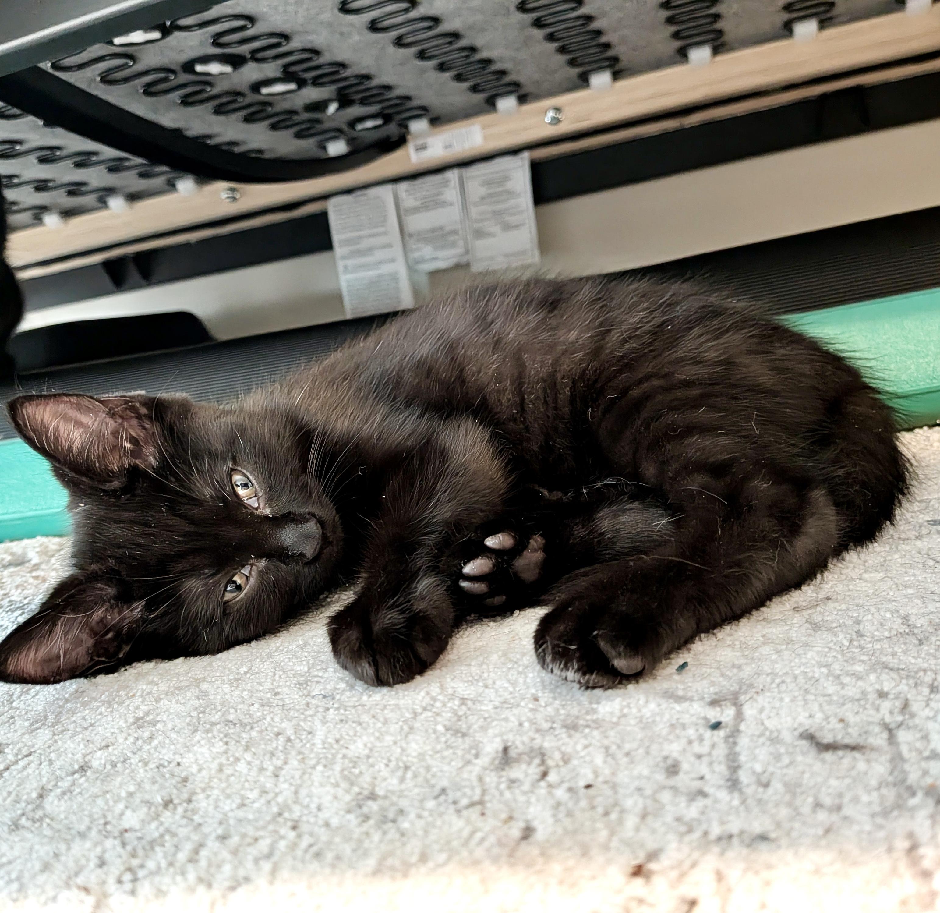 Panther, an adopted Domestic Short Hair in Toronto, ON image 4/6