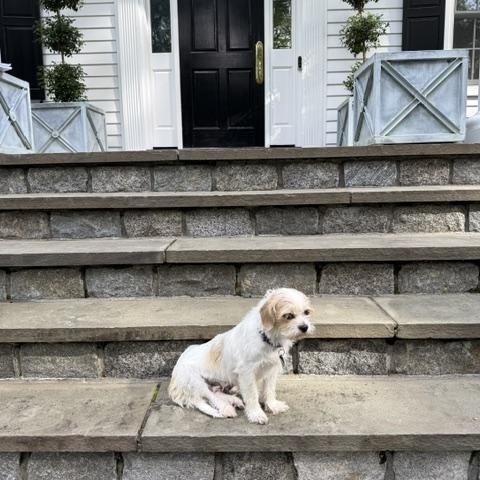 Enlarge Hayden, a Adoptable mixed breed in Brooklyn, NY image 2/6