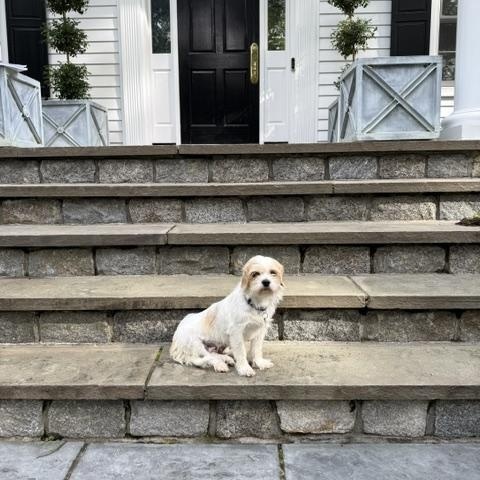 Enlarge Hayden, a Adoptable mixed breed in Brooklyn, NY image 4/6