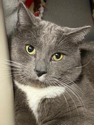 Enlarge Mr. Ray, a ADOPTABLE Domestic Short Hair in Lewiston, ME image 1/1