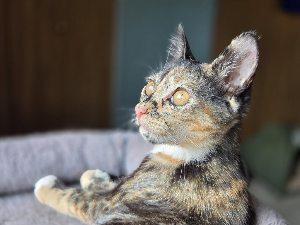 Tacoma, Adopted, Kitten Female Domestic Short Hair.