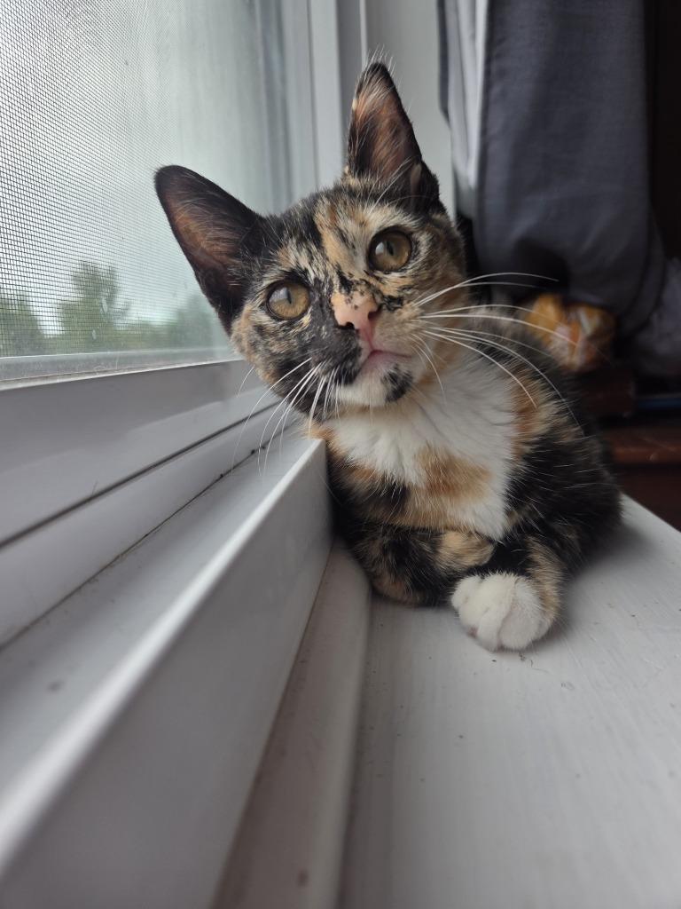 Enlarge Tacoma, a Adopted mixed breed in Liverpool, NY image 2/4