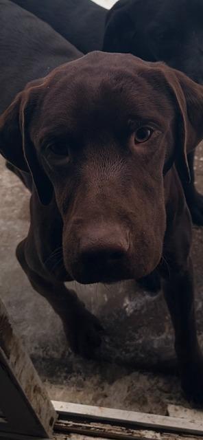 HARVEY, a Adoptable Labrador Retriever in Newaygo, MI image 1/2