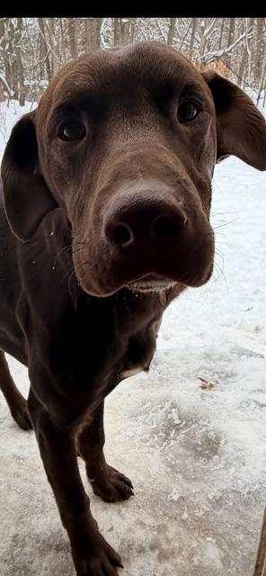 HARVEY, a Adoptable Labrador Retriever in Newaygo, MI image 2/2