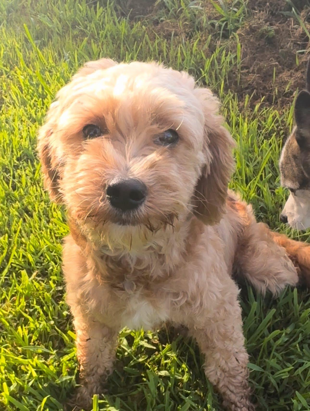 Photo of Adult Female Cavapoo Yellow / Tan / Blond / Fawn