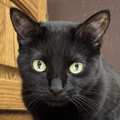 Bubbles, Adoptable, Adult Female Domestic Short Hair.