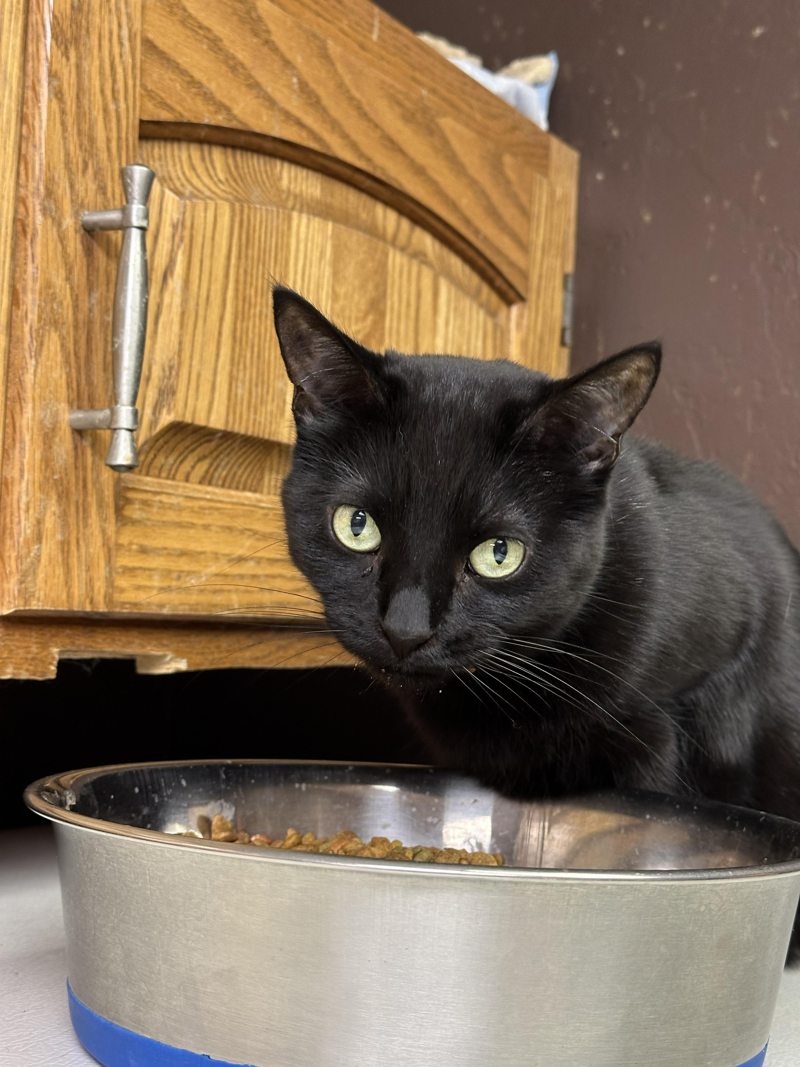 Bubbles, a Adoptable Domestic Short Hair in Crystal Lake, IL image 6/6