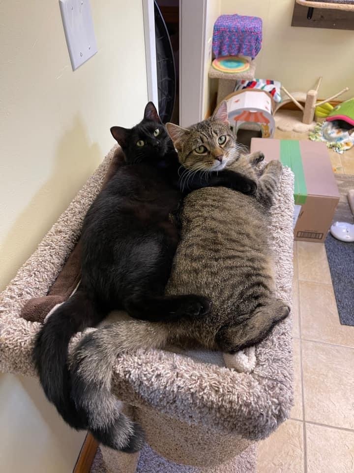 Enlarge Bubbles, a Adoptable Domestic Short Hair in Crystal Lake, IL image 3/4