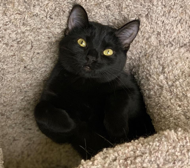 Enlarge Bubbles, a Adoptable Domestic Short Hair in Crystal Lake, IL image 4/4