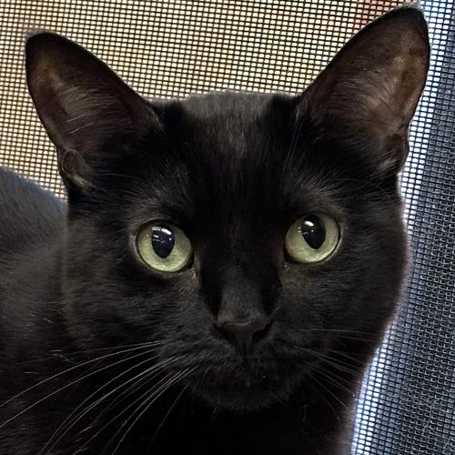 Bubbles, a Adoptable Domestic Short Hair in Crystal Lake, IL image 1/6
