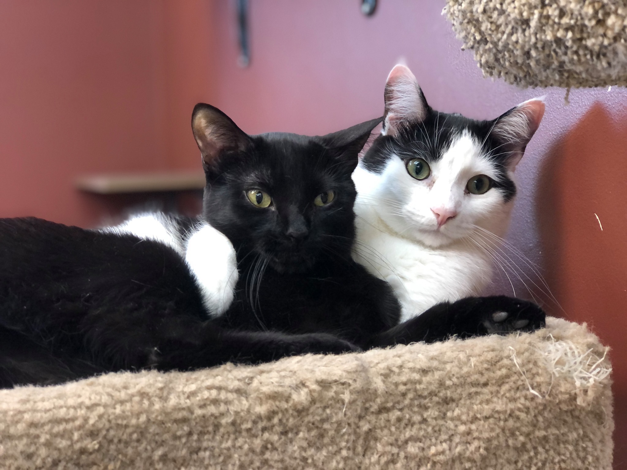 Enlarge Bubbles, a Adoptable Domestic Short Hair in Crystal Lake, IL image 2/4