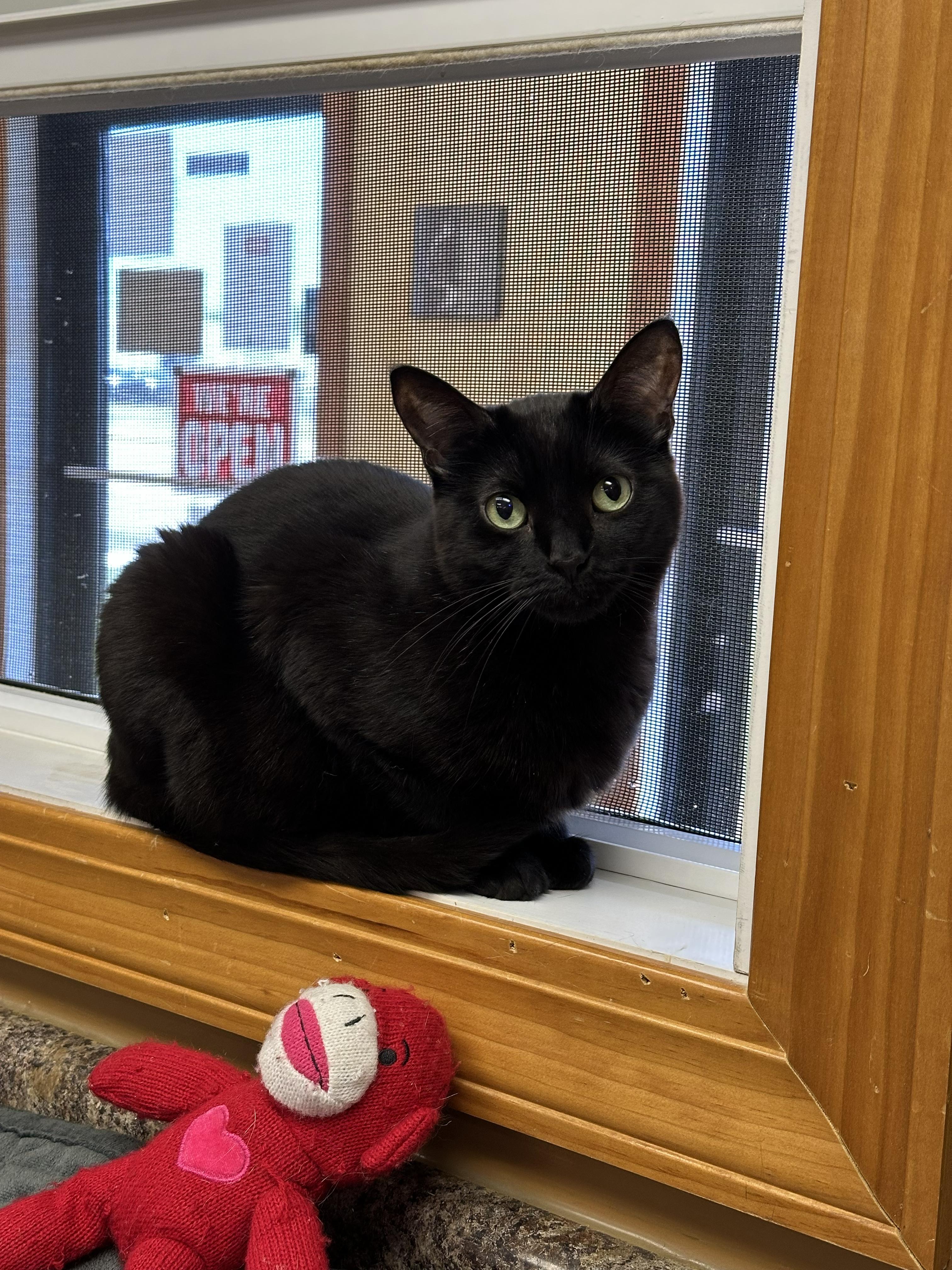Bubbles, a Adoptable Domestic Short Hair in Crystal Lake, IL image 5/6