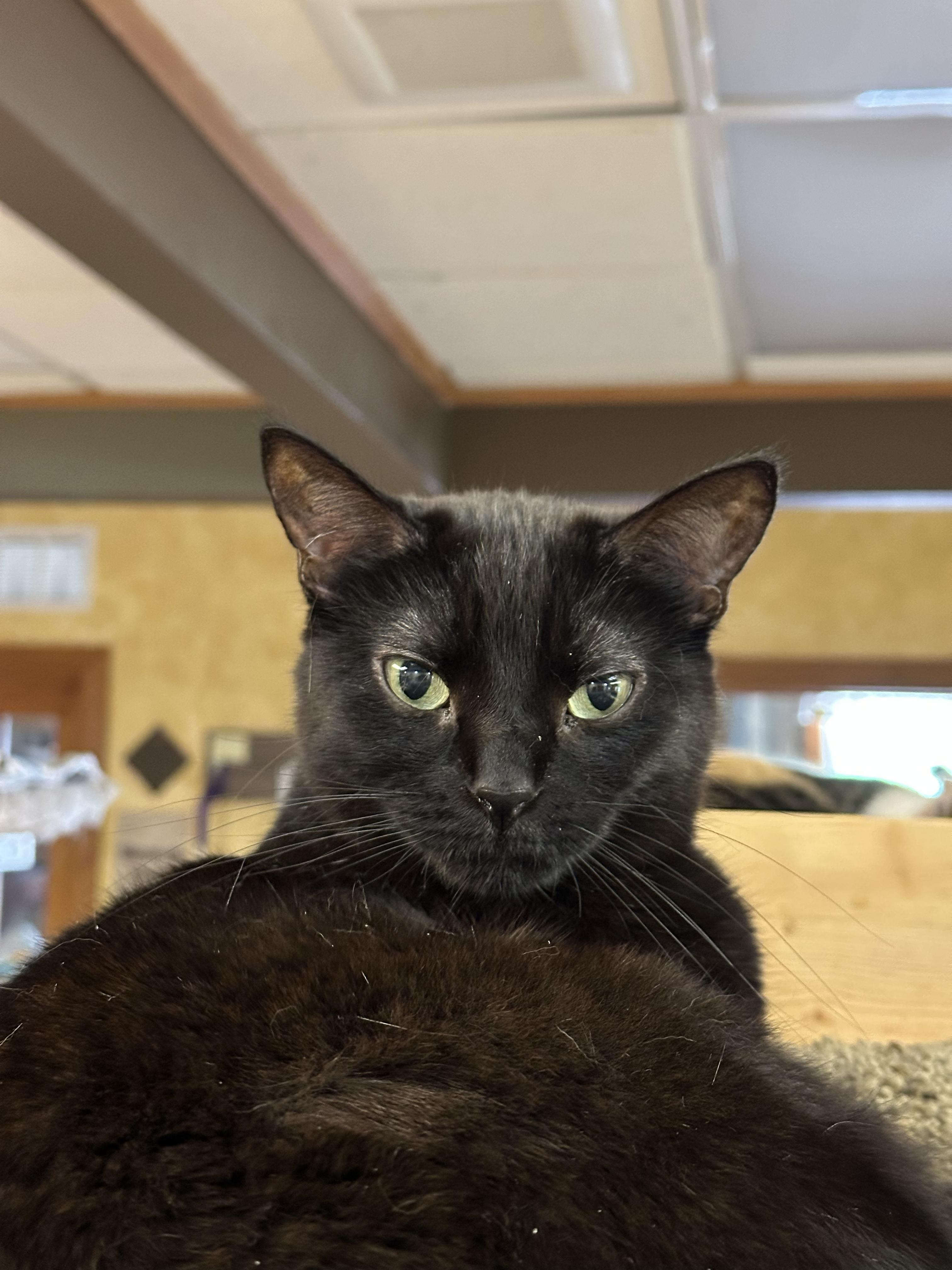 Bubbles, a Adoptable Domestic Short Hair in Crystal Lake, IL image 4/6