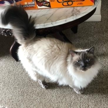Claude, ADOPTABLE, Adult Male Domestic Long Hair & Ragdoll.