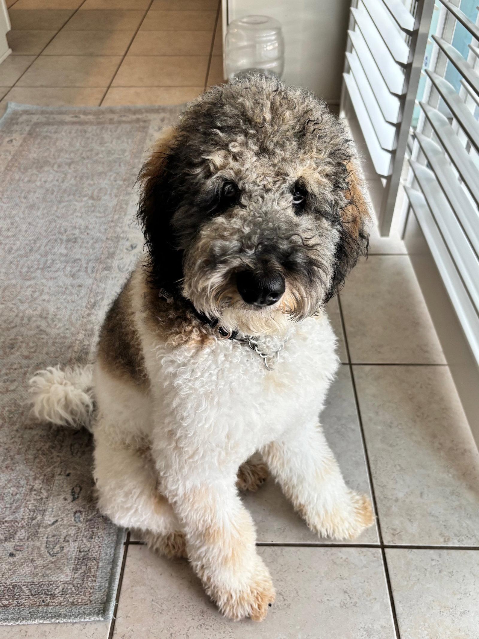 Karma (Archer), Adopted, Young Male Poodle & Bernese Mountain Dog.