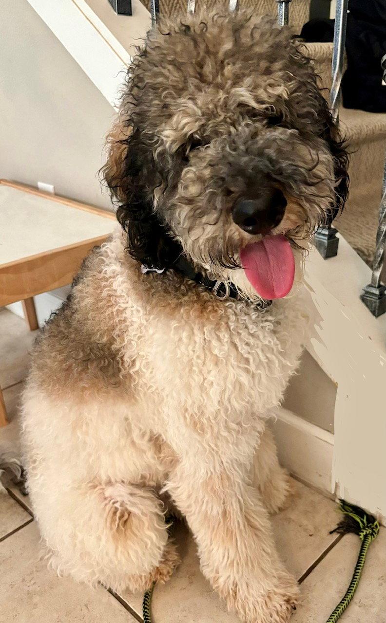 Enlarge Karma (Archer), a Adopted mixed breed in Valrico, FL image 2/3