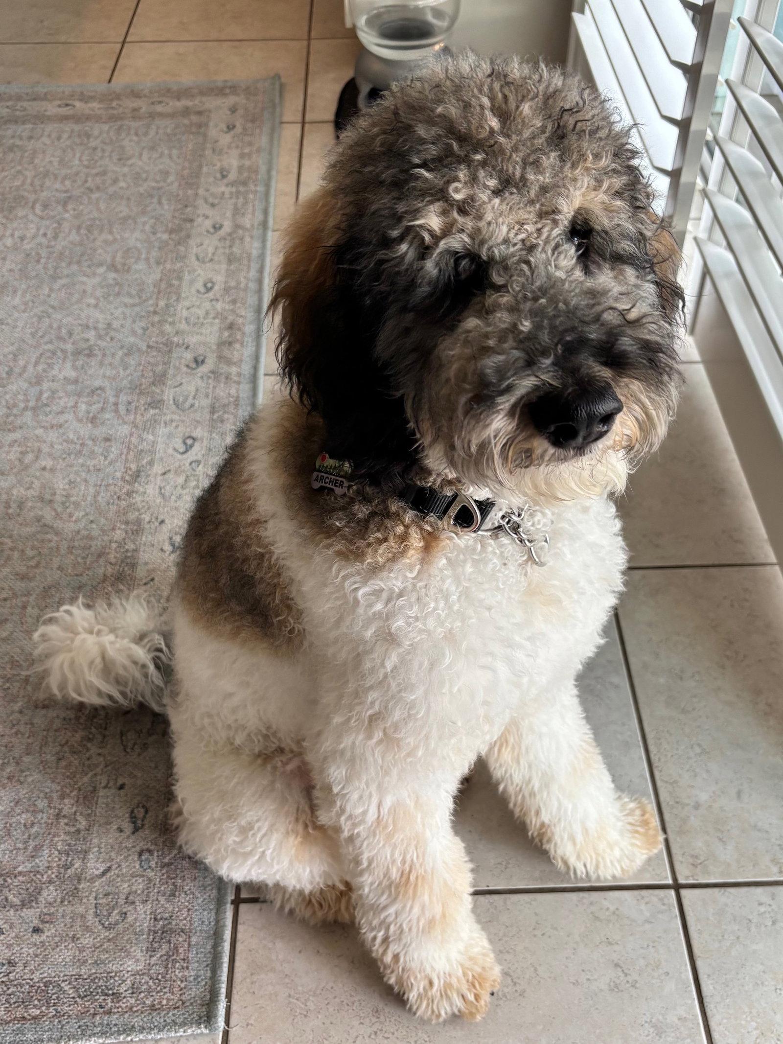 Enlarge Karma (Archer), a Adopted mixed breed in Valrico, FL image 3/3