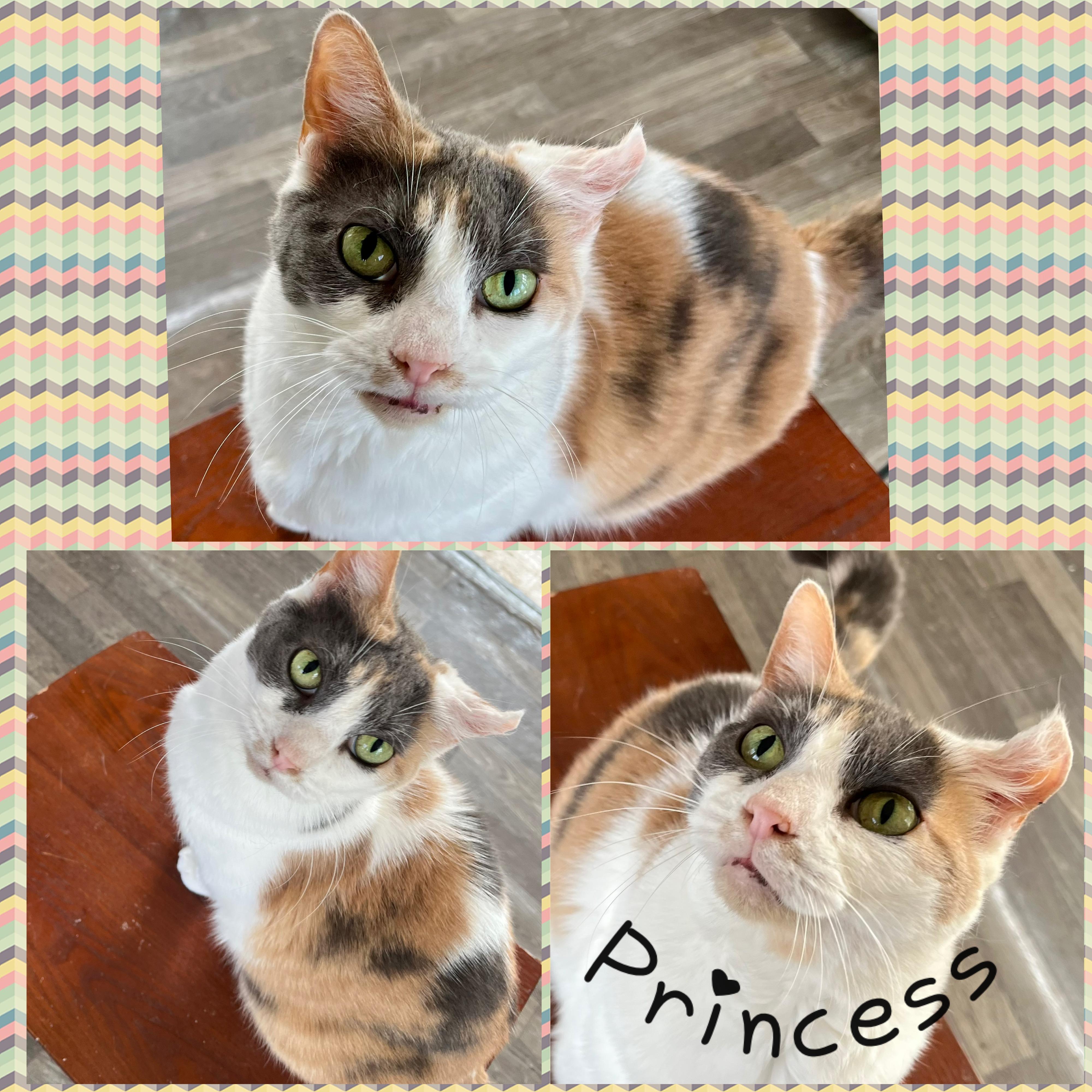 Princess, Adoptable, Adult Female Domestic Short Hair.