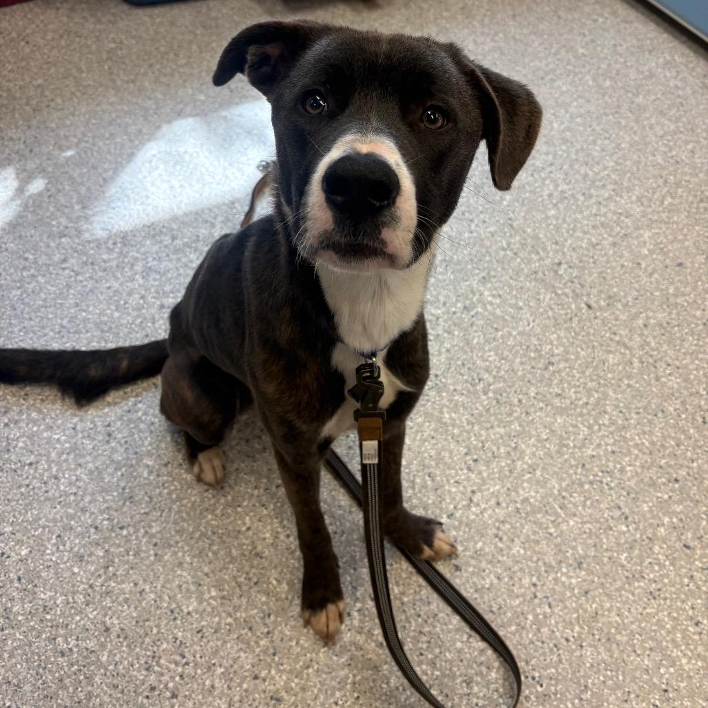 Sully, Adoptable, Young Male Mixed Breed.