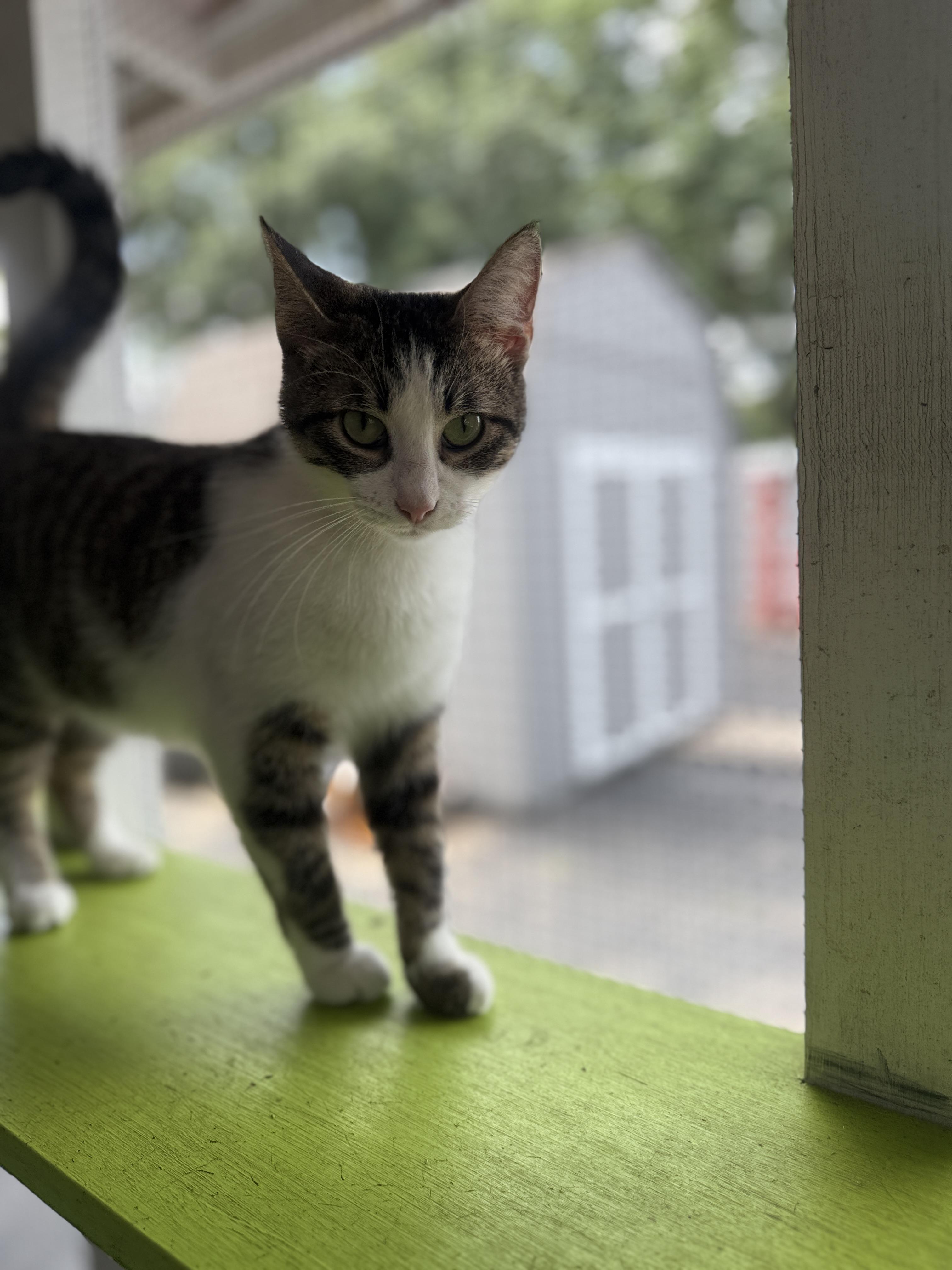 Dakota, adoptable, Adult Male American Shorthair.