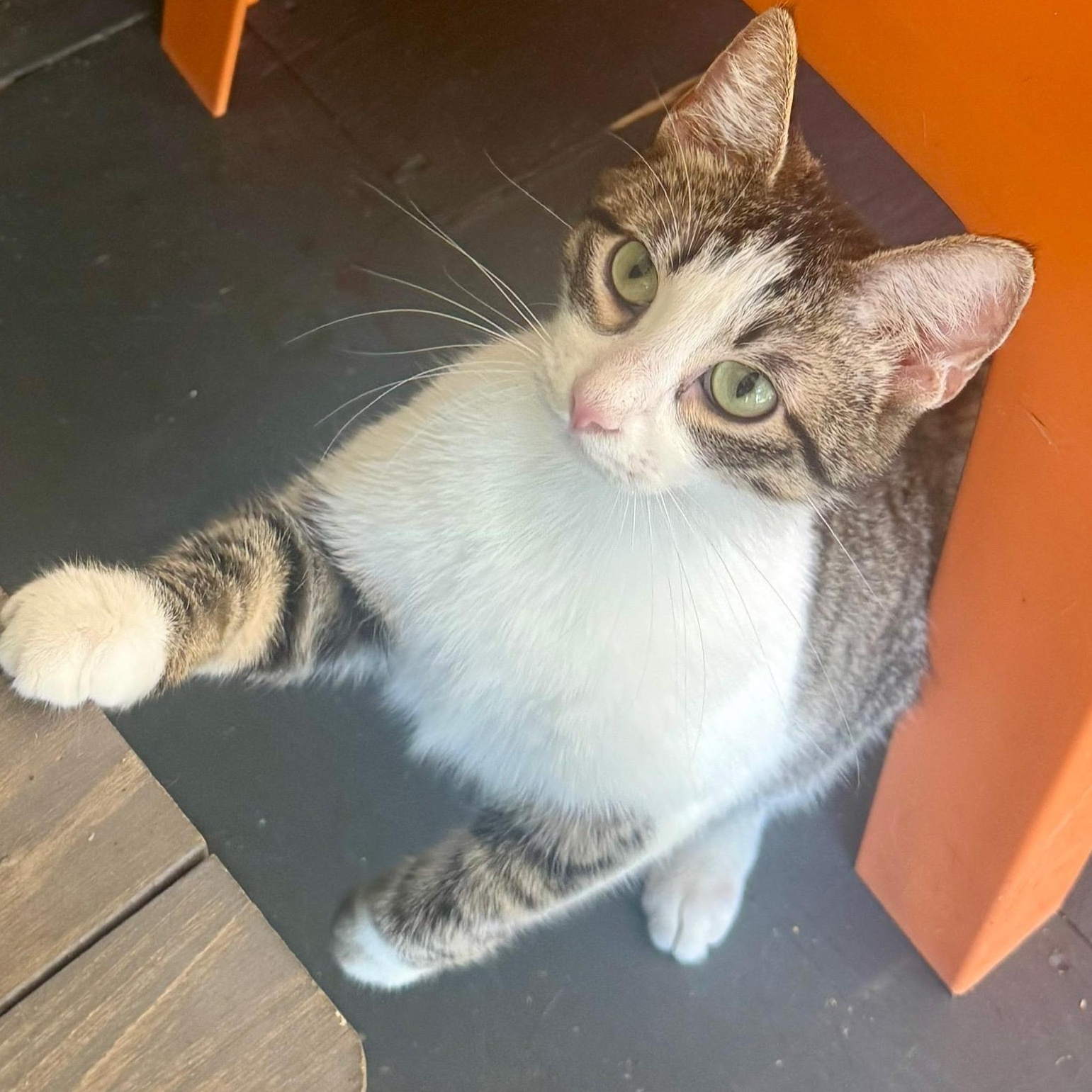 Enlarge Dakota, an adoptable American Shorthair in Weatherford, TX image 2/6