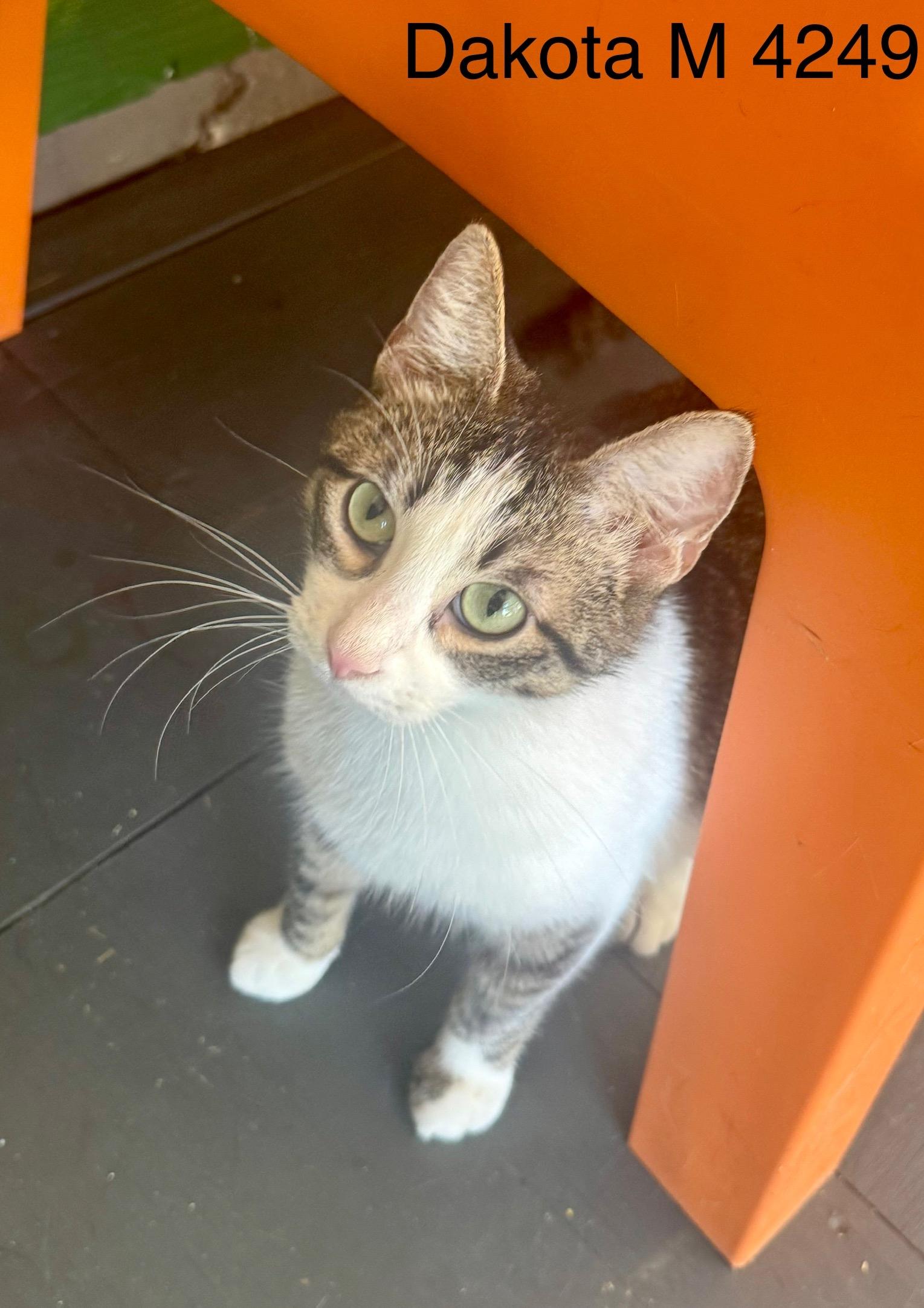 Enlarge Dakota, an adoptable American Shorthair in Weatherford, TX image 5/6