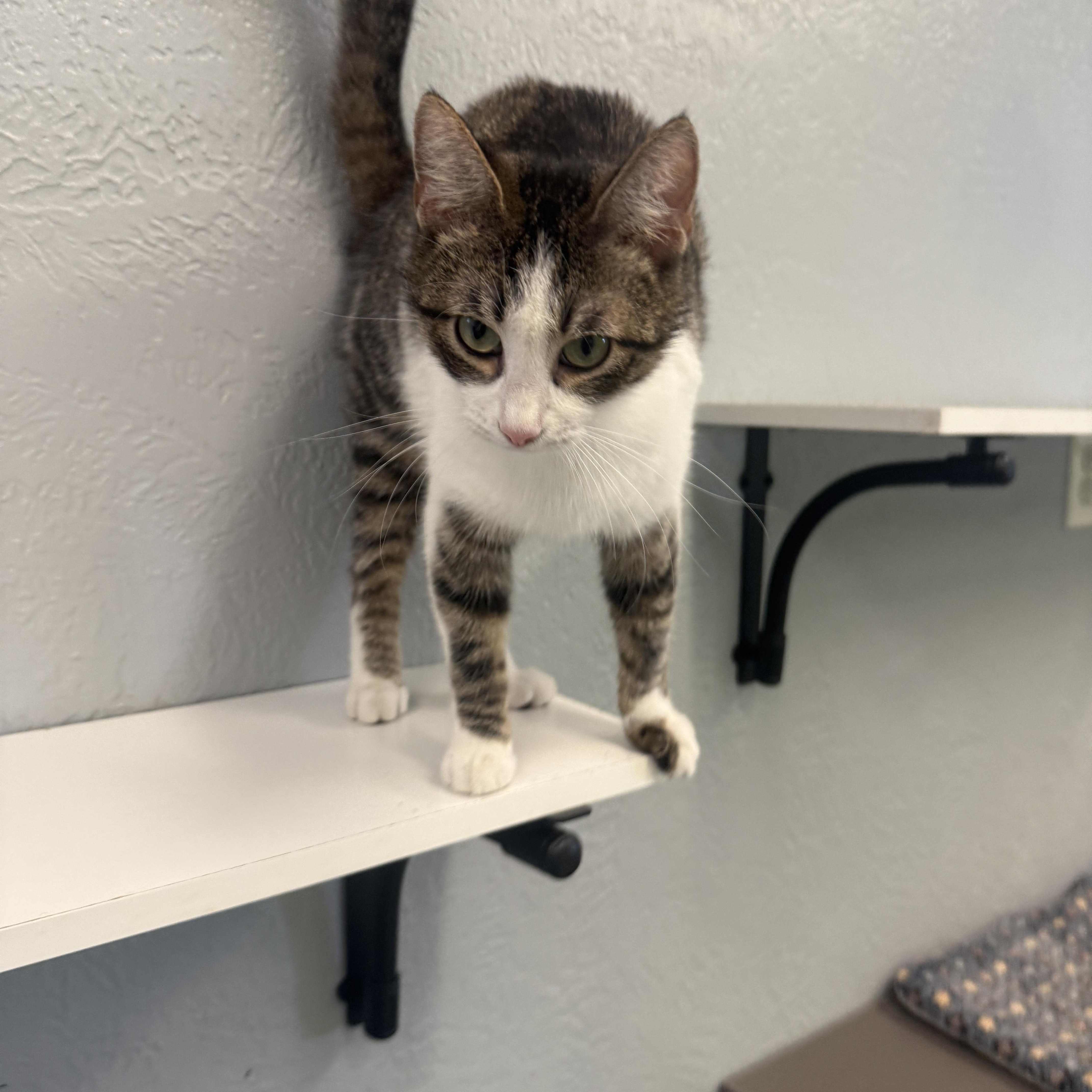 Enlarge Dakota, an adoptable American Shorthair in Weatherford, TX image 3/6