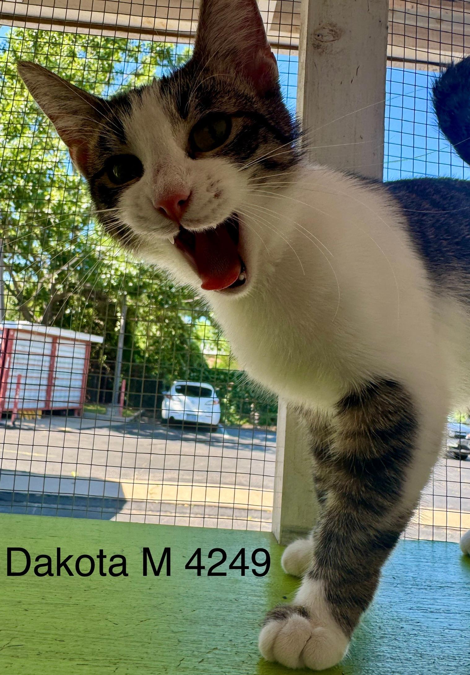 Enlarge Dakota, an adoptable American Shorthair in Weatherford, TX image 6/6