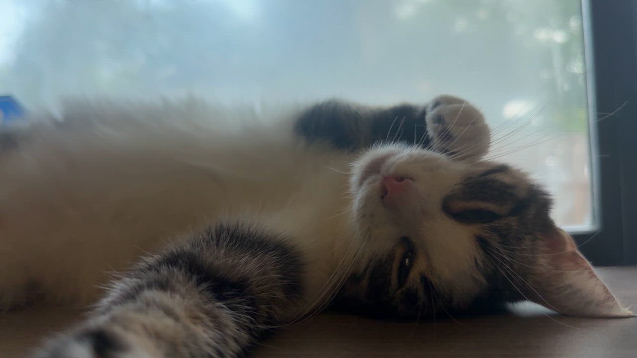 Enlarge Dakota, an adoptable American Shorthair in Weatherford, TX video 4/6