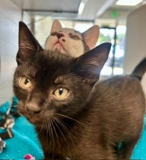 Tito, Adoptable, Kitten Male Domestic Short Hair.
