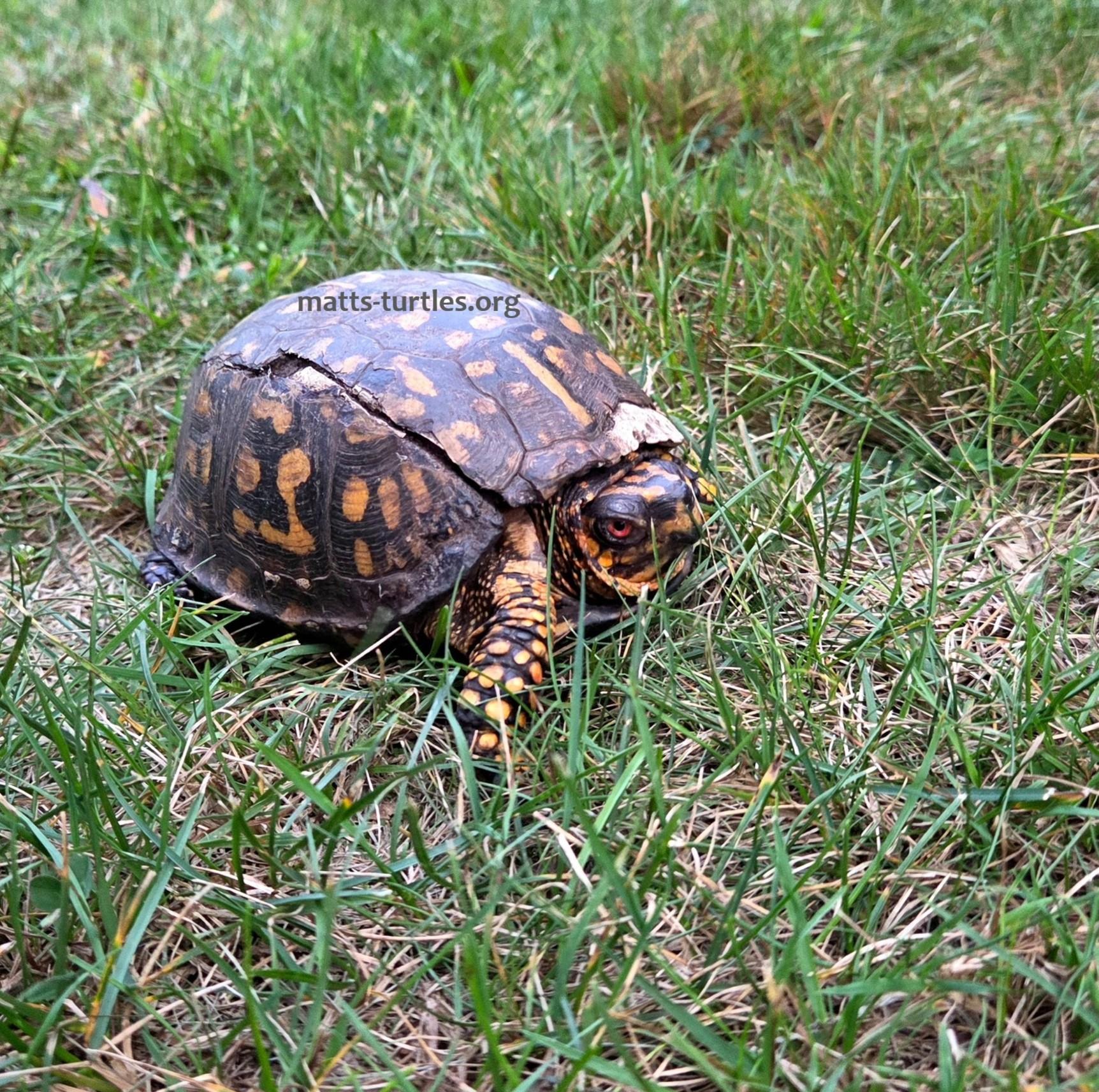 Cyrus (Eastern Box Turtle), adopted, Adult Male Eastern Box.