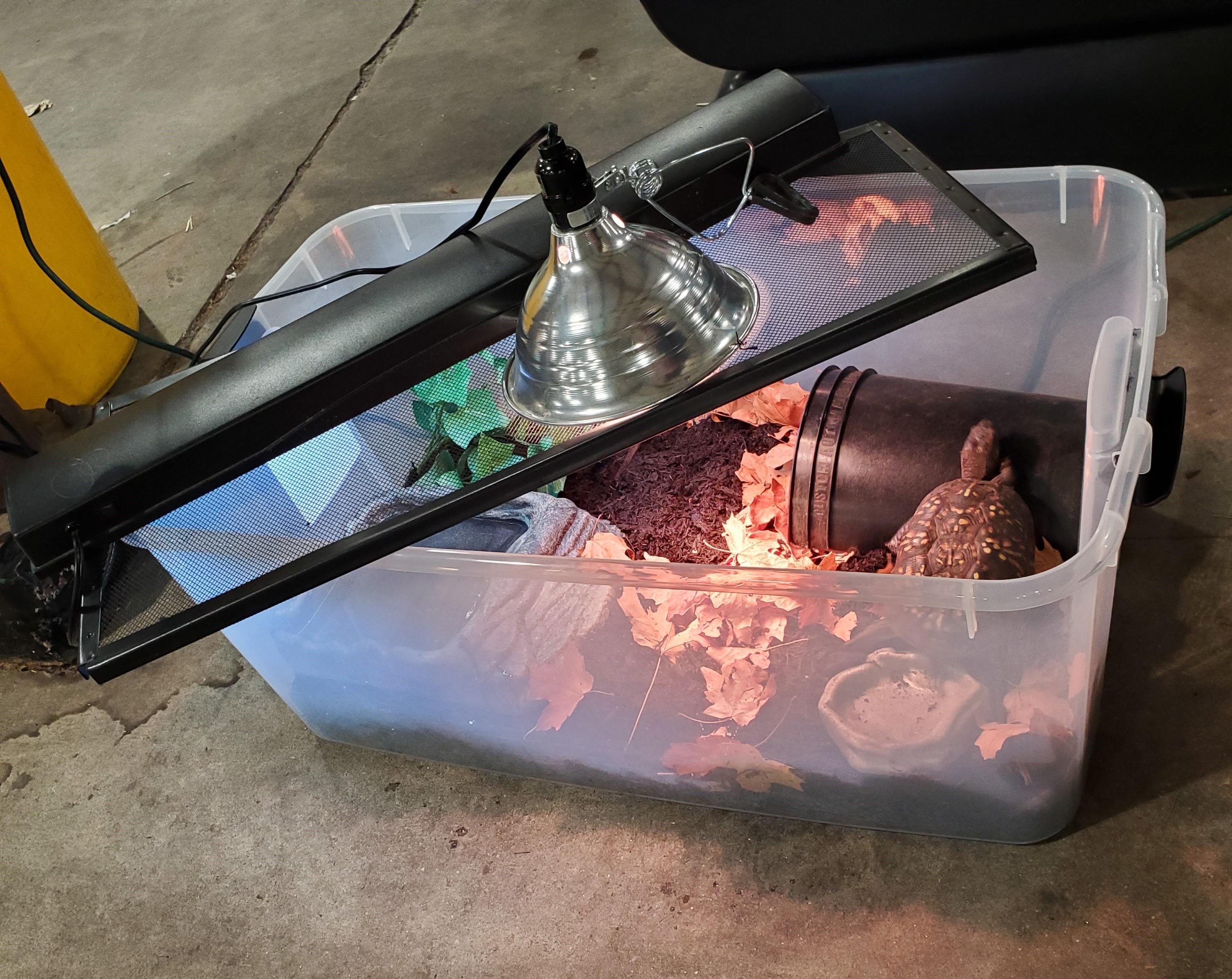 Enlarge Cyrus (Eastern Box Turtle), an adopted Eastern Box in Baltimore, MD image 2/4