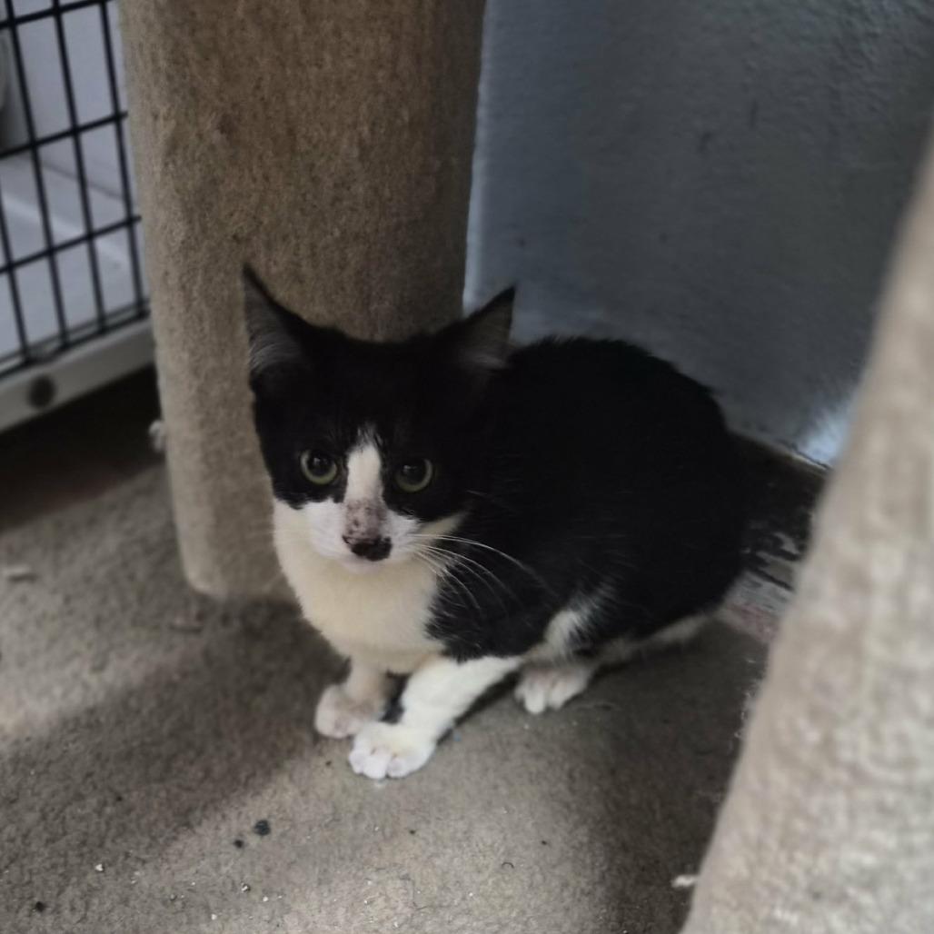 Enlarge Queen, a Adoptable Domestic Short Hair in Las Cruces, NM image 1/4
