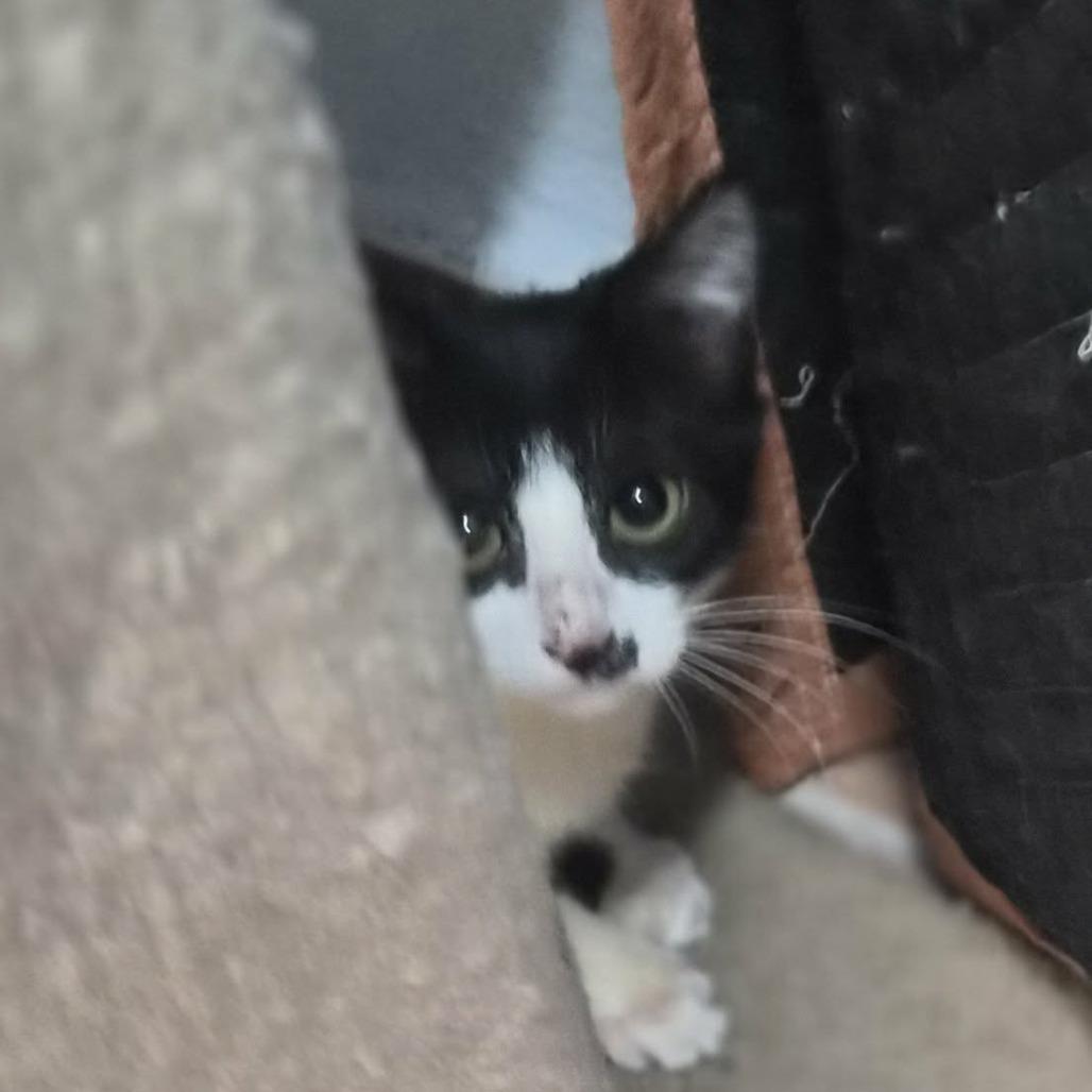 Enlarge Queen, a Adoptable Domestic Short Hair in Las Cruces, NM image 2/4