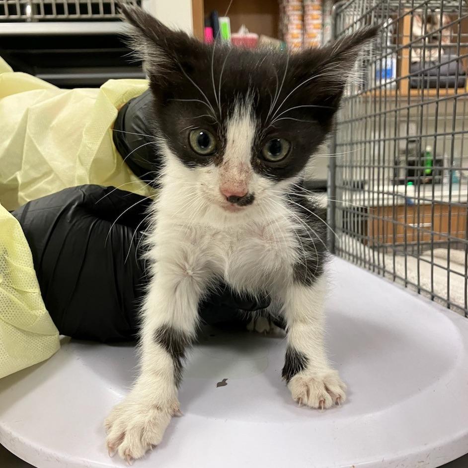 Enlarge Queen, a Adoptable Domestic Short Hair in Las Cruces, NM image 3/4