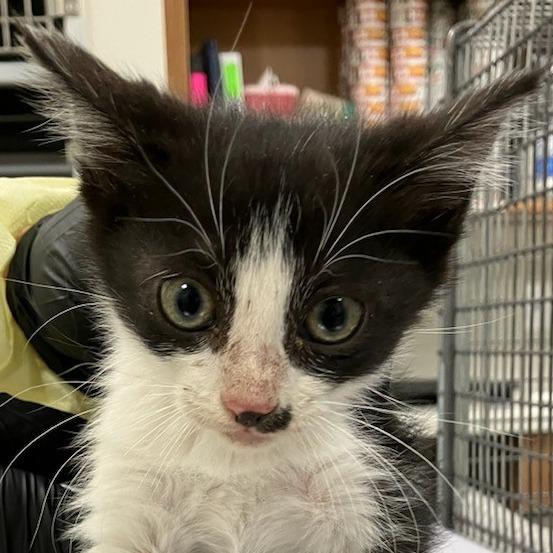 Enlarge Queen, a Adoptable Domestic Short Hair in Las Cruces, NM image 4/4