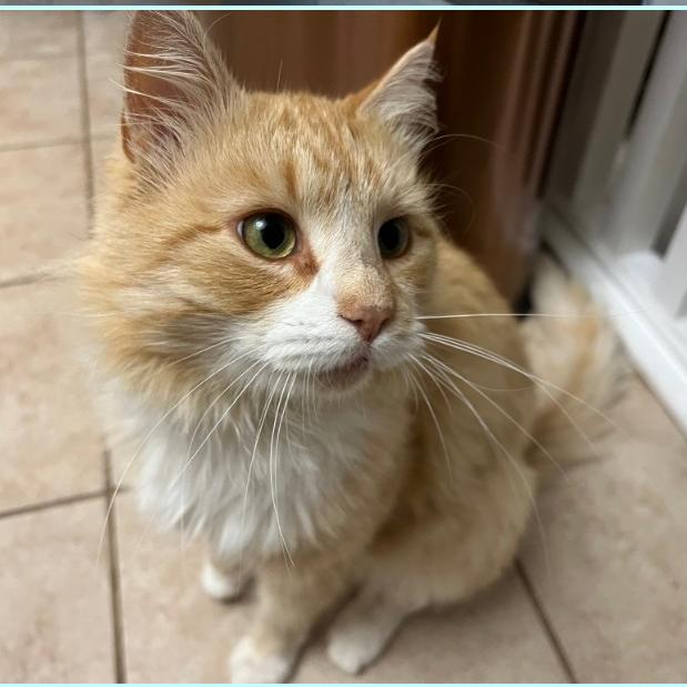 Beckett, Adoptable, Adult Male Domestic Medium Hair.