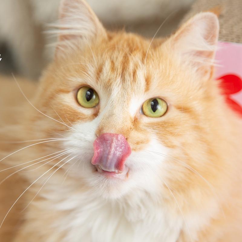 Enlarge Beckett, a Adoptable Domestic Medium Hair in Springfield, MO image 2/6