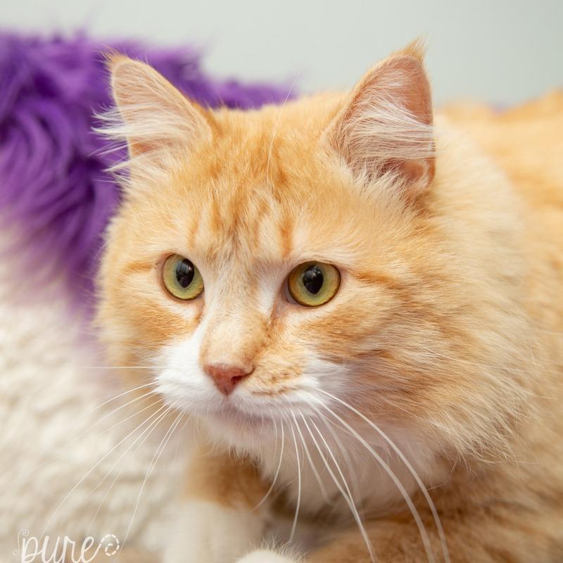 Enlarge Beckett, a Adoptable Domestic Medium Hair in Springfield, MO image 3/6