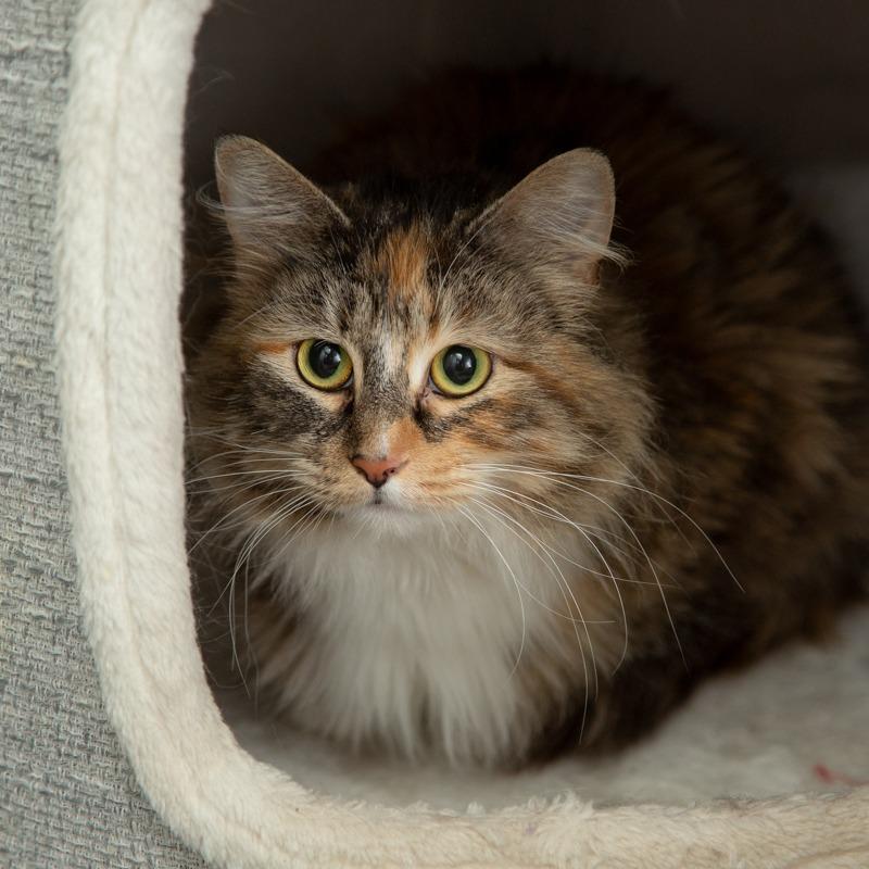 Enlarge Beckett, a Adoptable Domestic Medium Hair in Springfield, MO image 4/6
