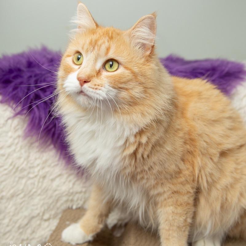 Enlarge Beckett, a Adoptable Domestic Medium Hair in Springfield, MO image 5/6