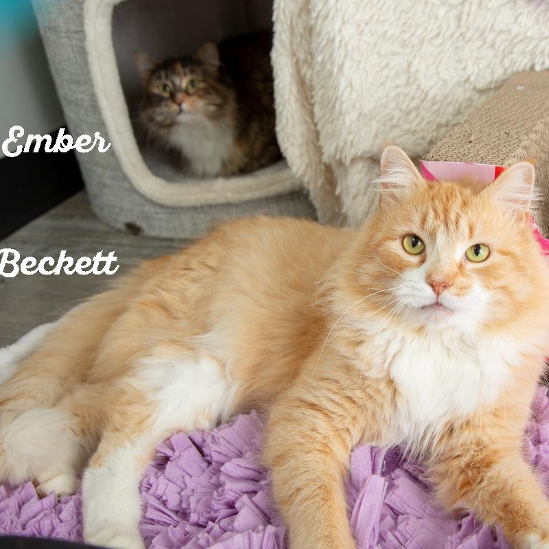 Enlarge Beckett, a Adoptable Domestic Medium Hair in Springfield, MO image 6/6